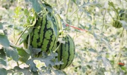 怀仁最近网红大瓜,揭秘背后惊人真相